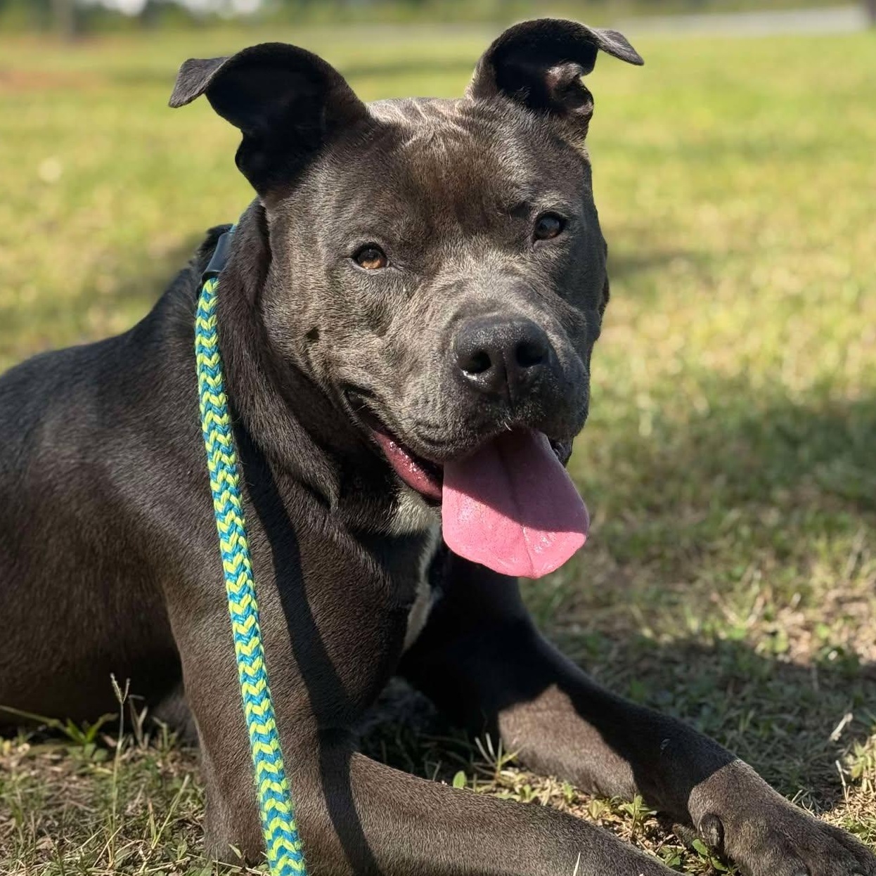 TIANA, Young Female American Bulldog