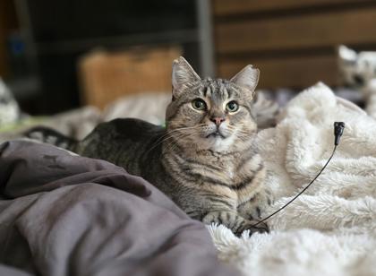 Enlarge Beatrice, a Adoptable mixed breed in Montreal, QC image 4/5