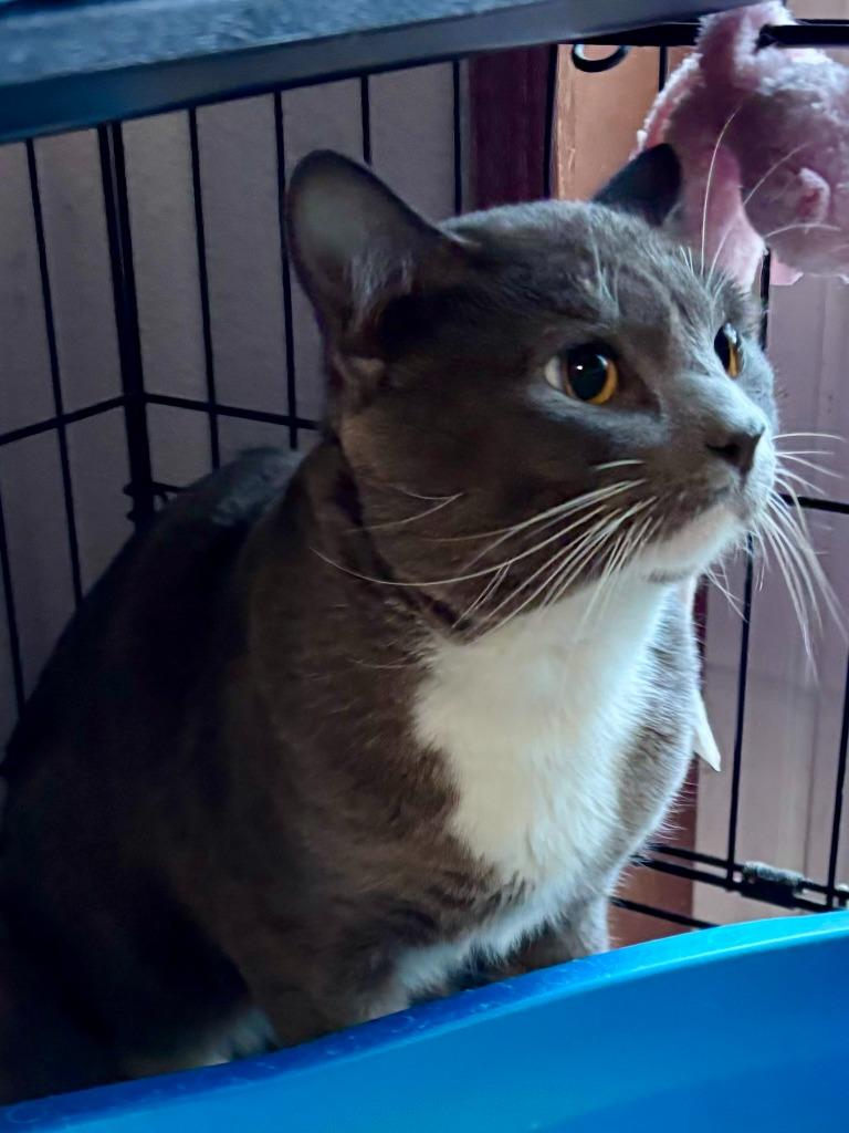 Smokey, Adoptable, Young Male Domestic Short Hair.