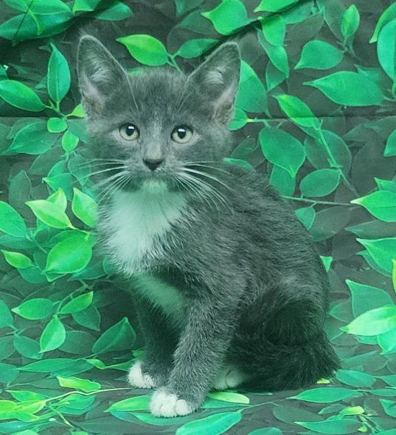 260474 Tarragon, Adopted, Kitten Male Domestic Medium Hair.