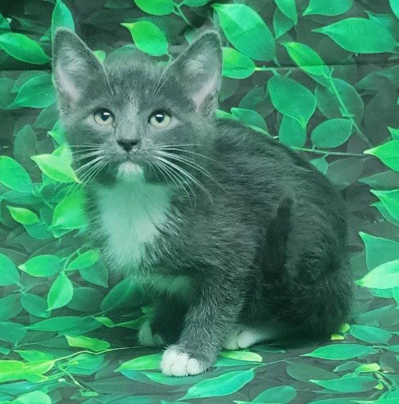 Enlarge 260474  Tarragon, a Adopted Domestic Medium Hair in Wetumpka, AL image 2/3