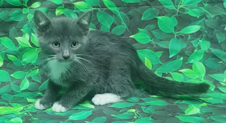 Enlarge 260474  Tarragon, a Adopted Domestic Medium Hair in Wetumpka, AL image 3/3