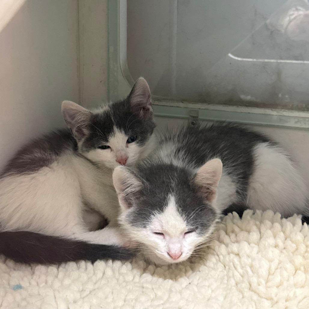 Bobbi, Adoptable, Kitten Male Domestic Short Hair.