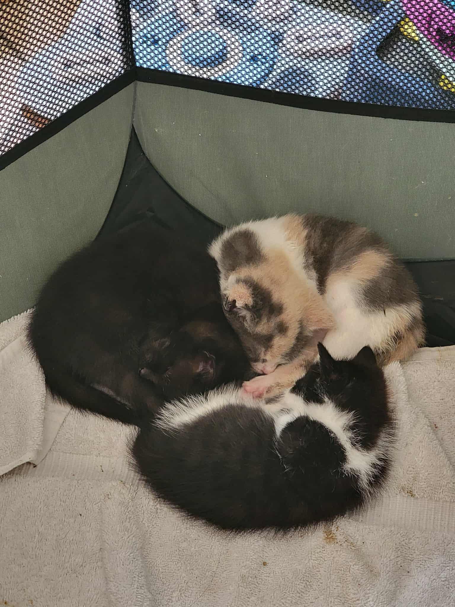 Bagheera, Adoptable, Young Male Domestic Short Hair.