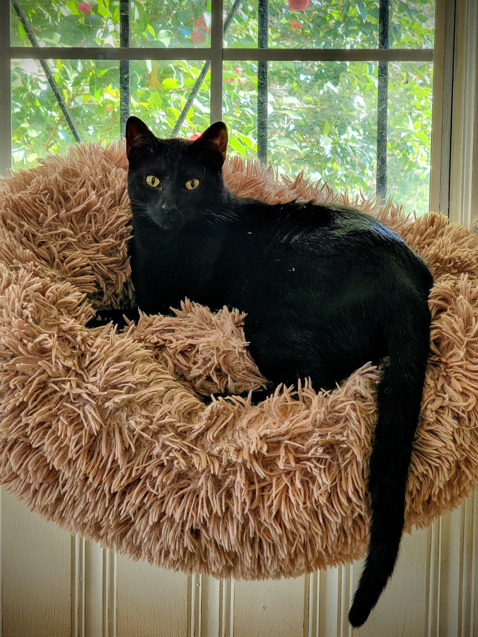 Bagheera, Adoptable, Young Male Domestic Short Hair.