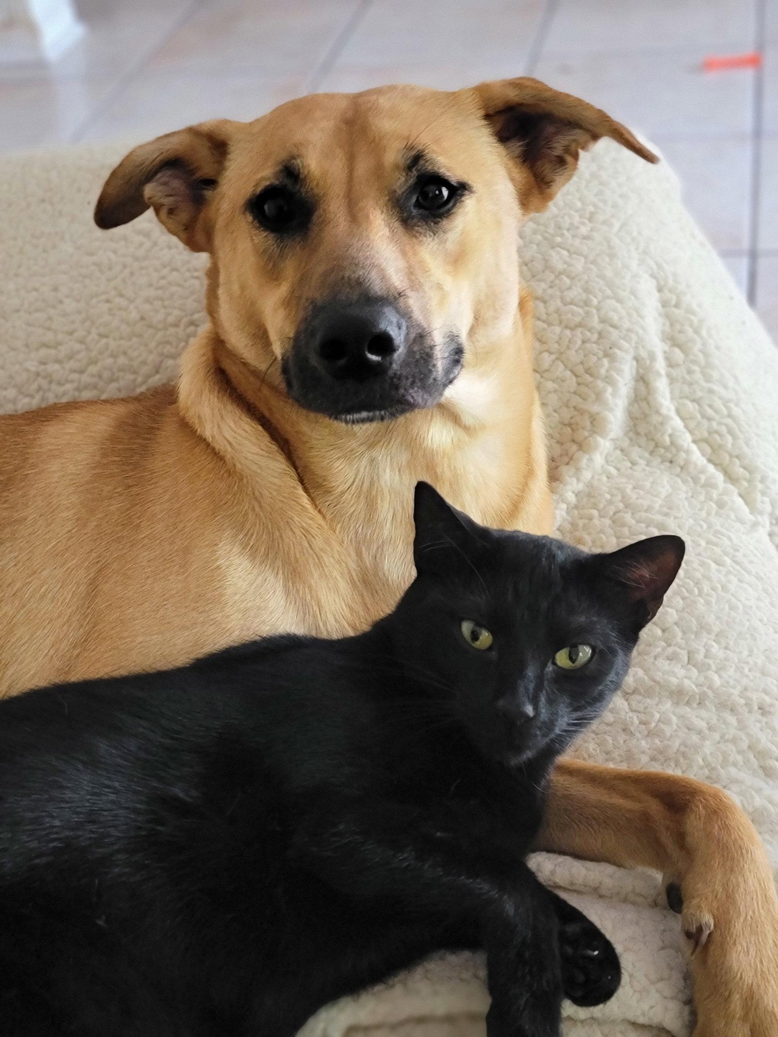 Enlarge Bagheera, a Adoptable Domestic Short Hair in Locust Grove, GA image 2/3
