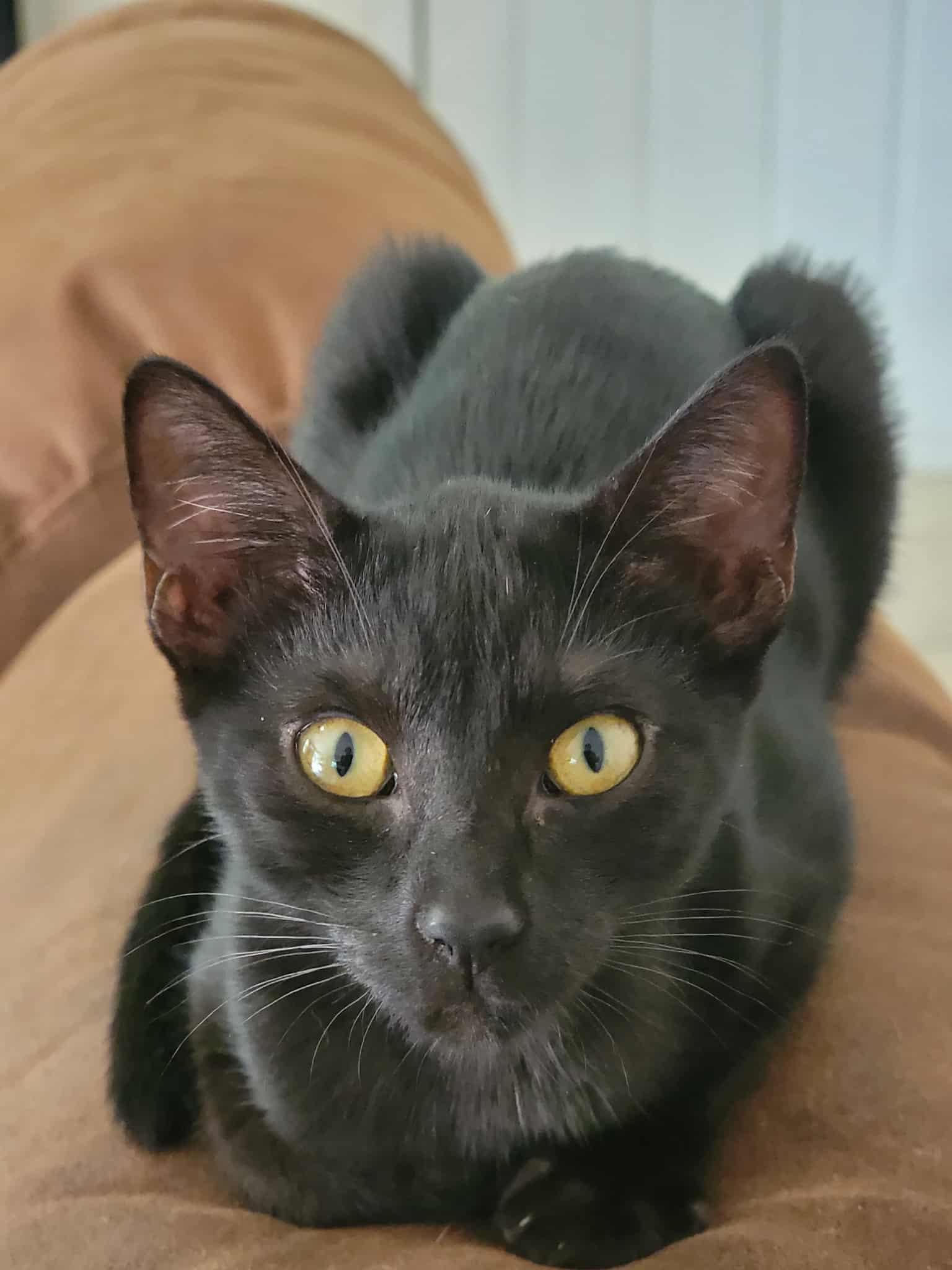 Enlarge Bagheera, a Adoptable Domestic Short Hair in Locust Grove, GA image 2/2