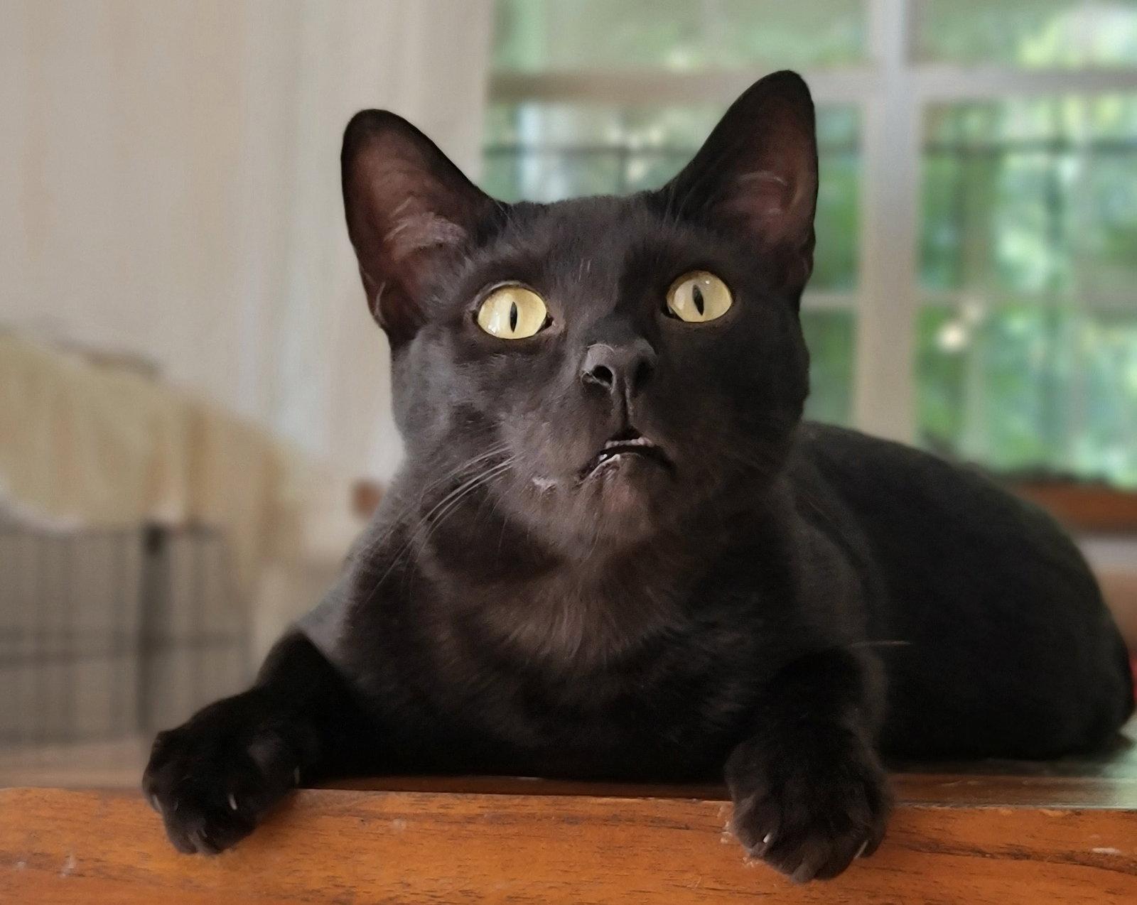 Enlarge Bagheera, a Adoptable Domestic Short Hair in Locust Grove, GA image 3/3