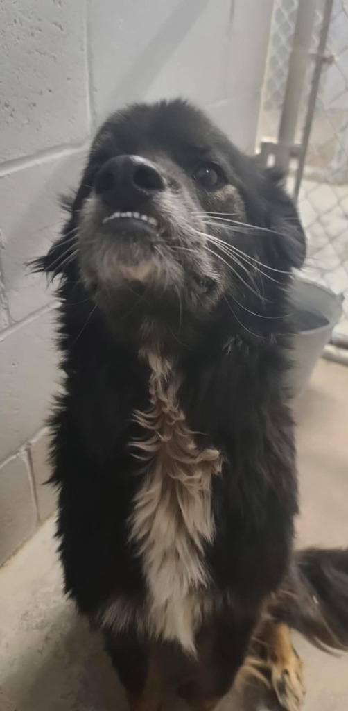 Chance, Adopted, Adult Male Australian Shepherd.