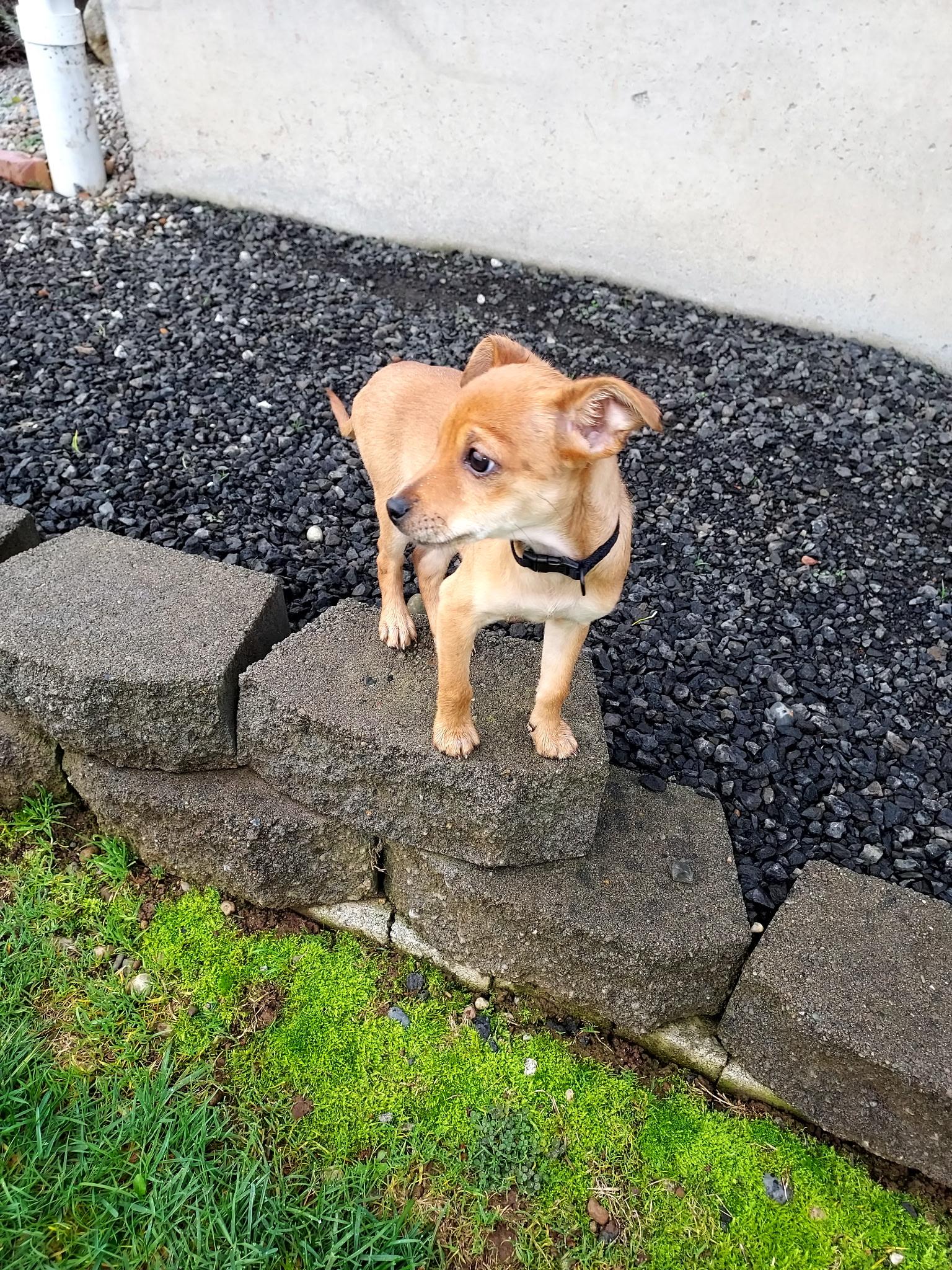 Tater Tot, Adoptable, Puppy Female Chihuahua.