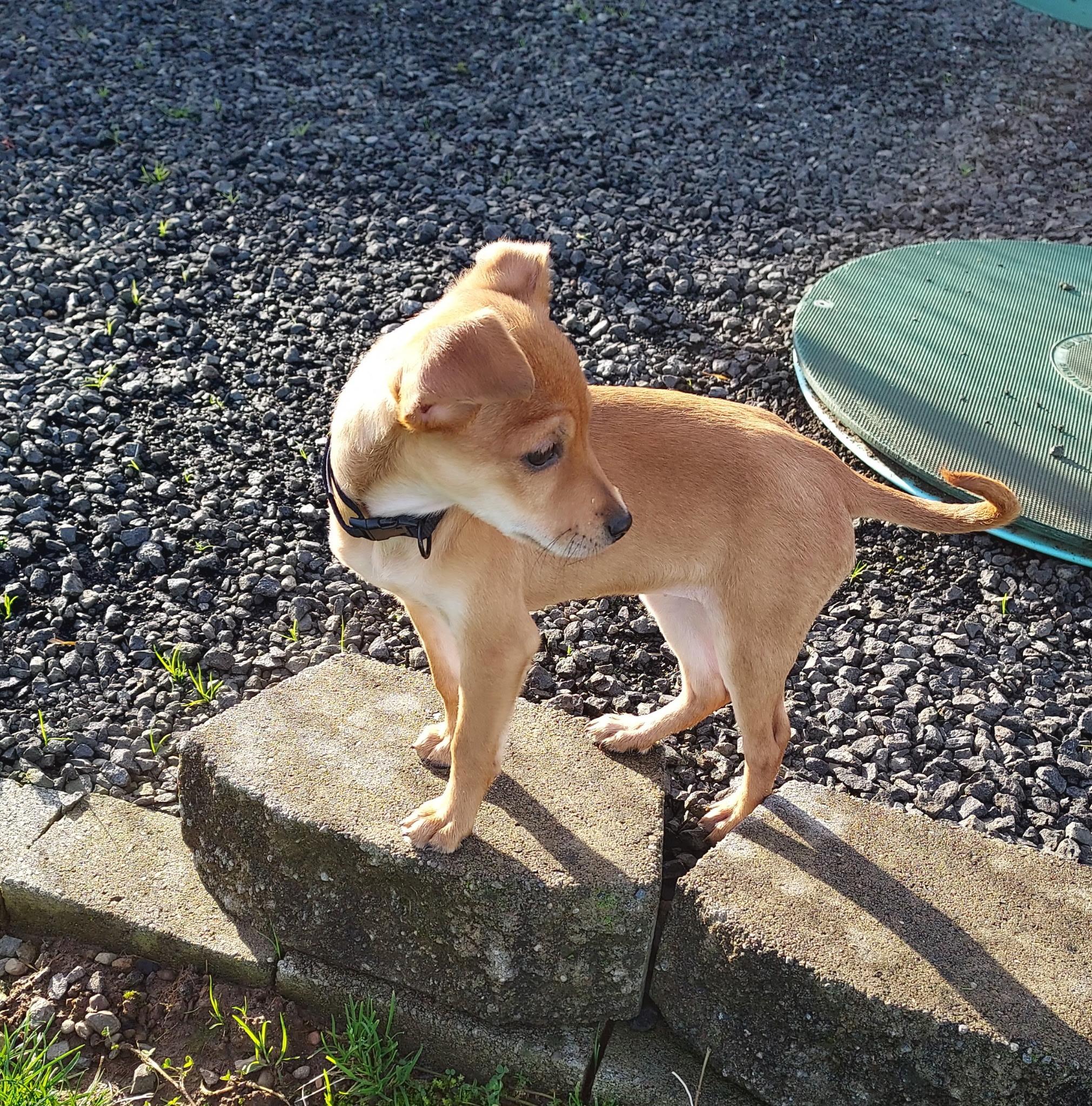 Enlarge Tater Tot, a Adoptable Chihuahua in Lacey, WA image 2/3