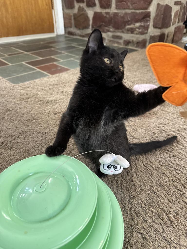 Baby, an adoptable Domestic Short Hair in Cut Bank, MT, 59427 | Photo Image 4