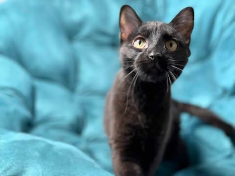 Baby, an adoptable Domestic Short Hair in Cut Bank, MT, 59427 | Photo Image 3