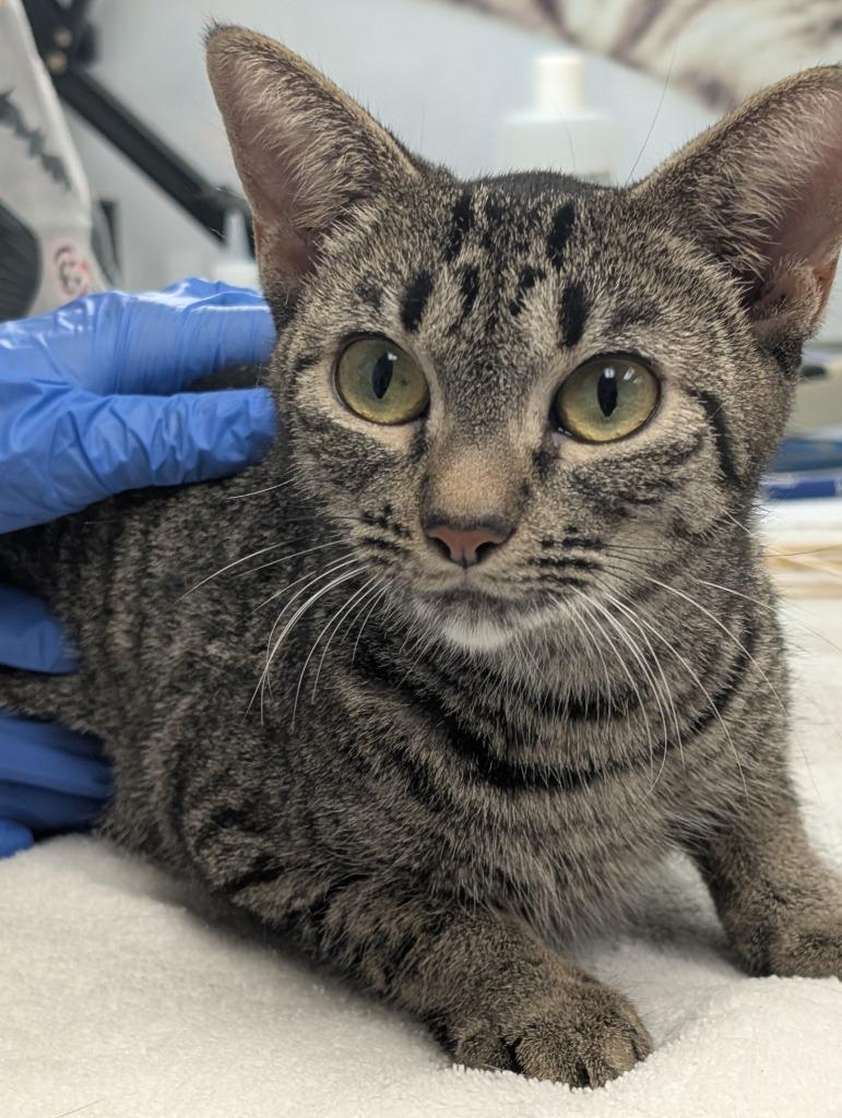 Kirby, Adoptable, Young Female Domestic Short Hair.