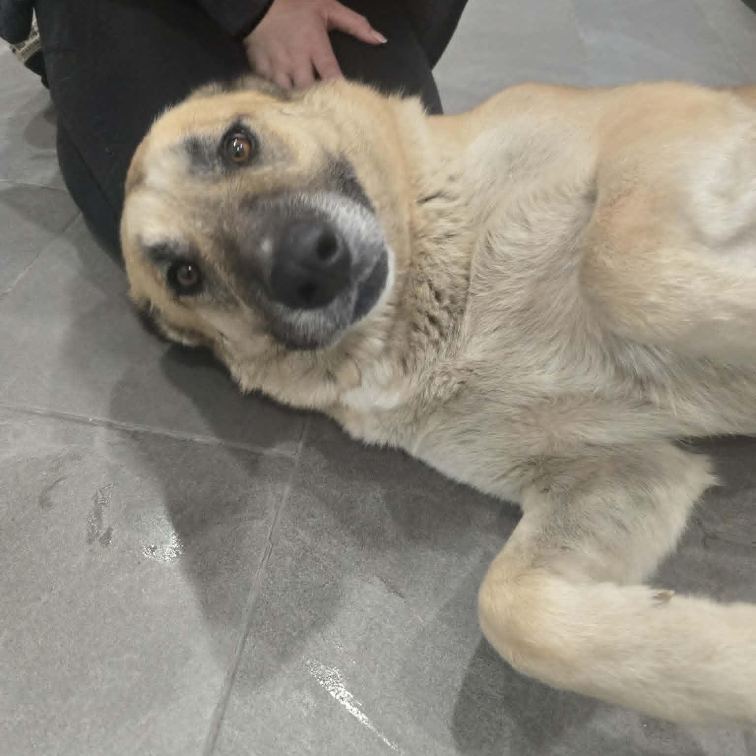 Justice, Adoptable, Adult Female German Shepherd Dog & Husky.