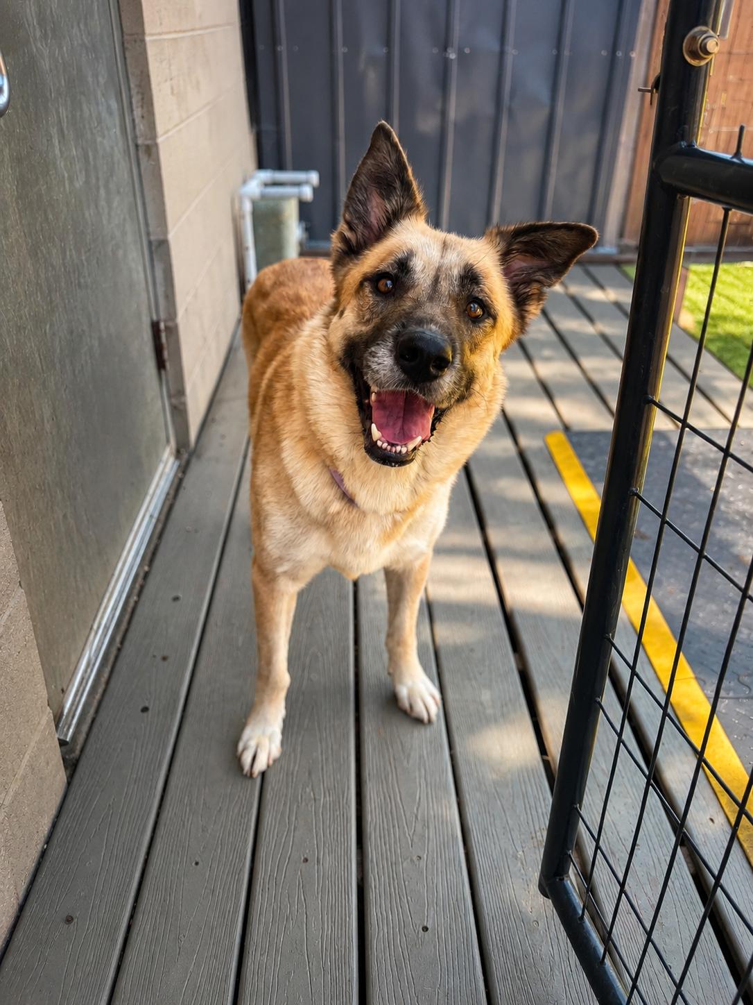 Enlarge Justice, a Adoptable mixed breed in Chesterfield, MO image 2/6