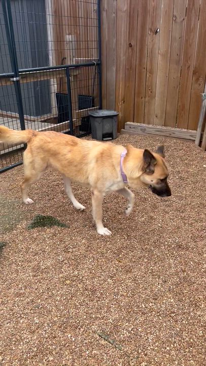 Enlarge Justice, a Adoptable mixed breed in Chesterfield, MO video 6/6