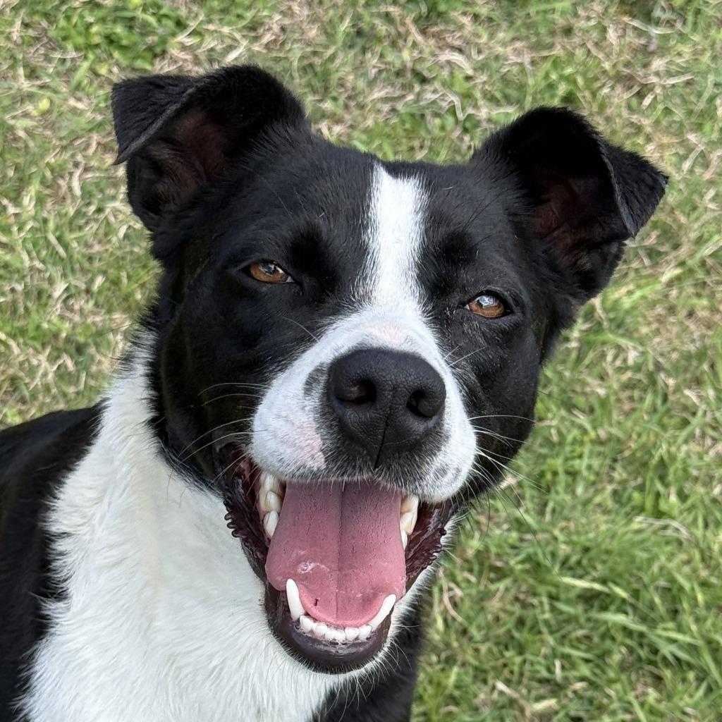 Domino, Adoptable, Puppy Female Border Collie.