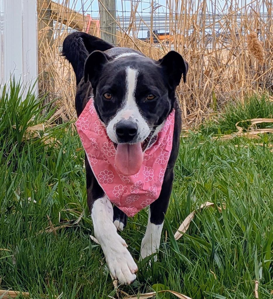 Enlarge Domino, a Adoptable Border Collie in Logan, UT image 2/4