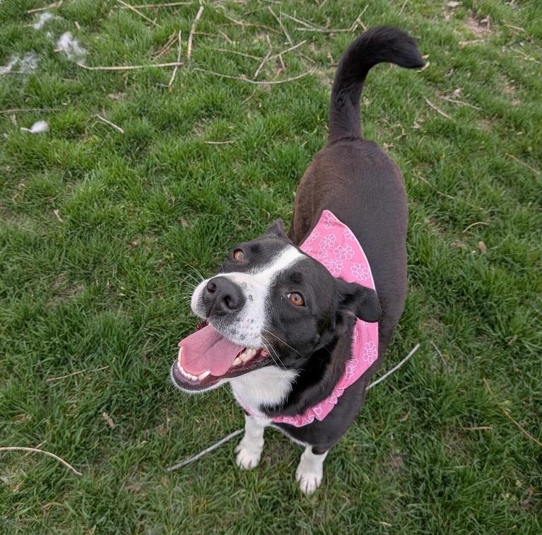 Enlarge Domino, a Adoptable Border Collie in Logan, UT image 3/4