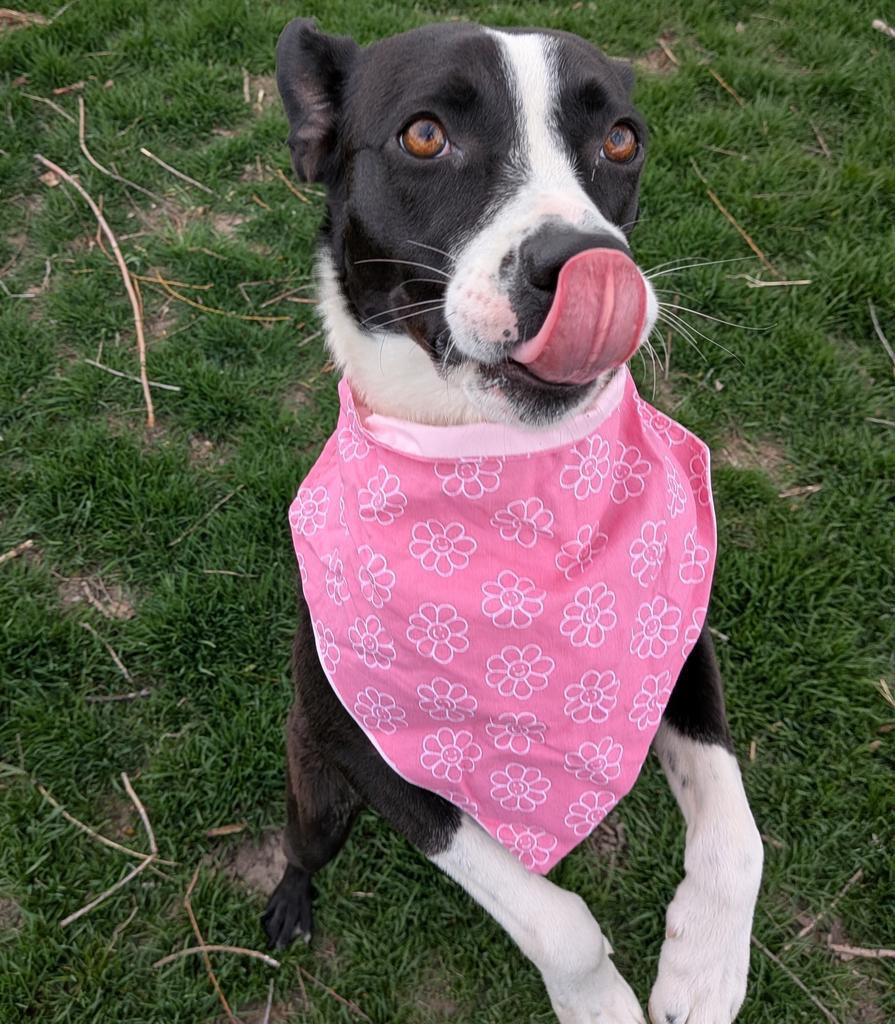 Enlarge Domino, a Adoptable Border Collie in Logan, UT image 4/4