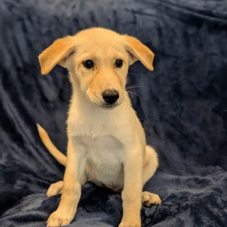 Laila, Adoptable, Young Female Mixed Breed.