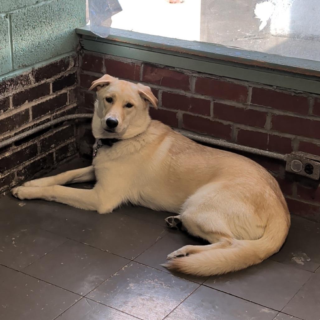 Enlarge Laila, a Adoptable Mixed Breed in Marion, IL image 2/2