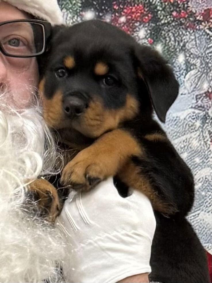 Roy, Adopted, Puppy Male Rottweiler.