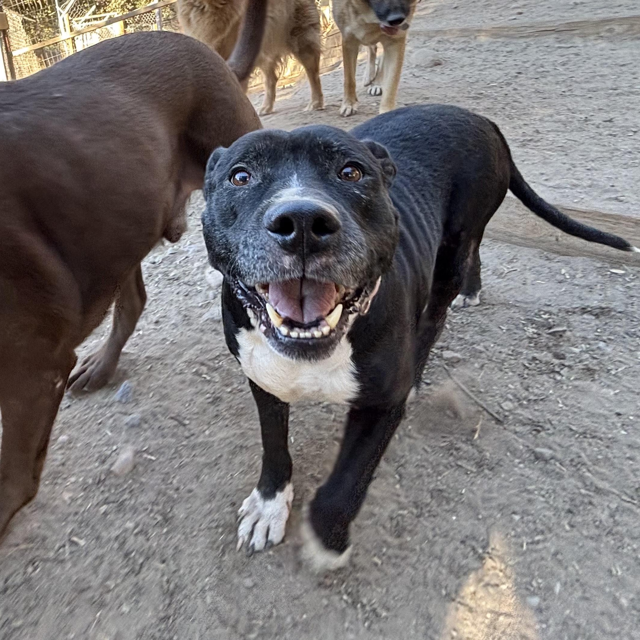 Gentle Mia -We Will Pay Expenses