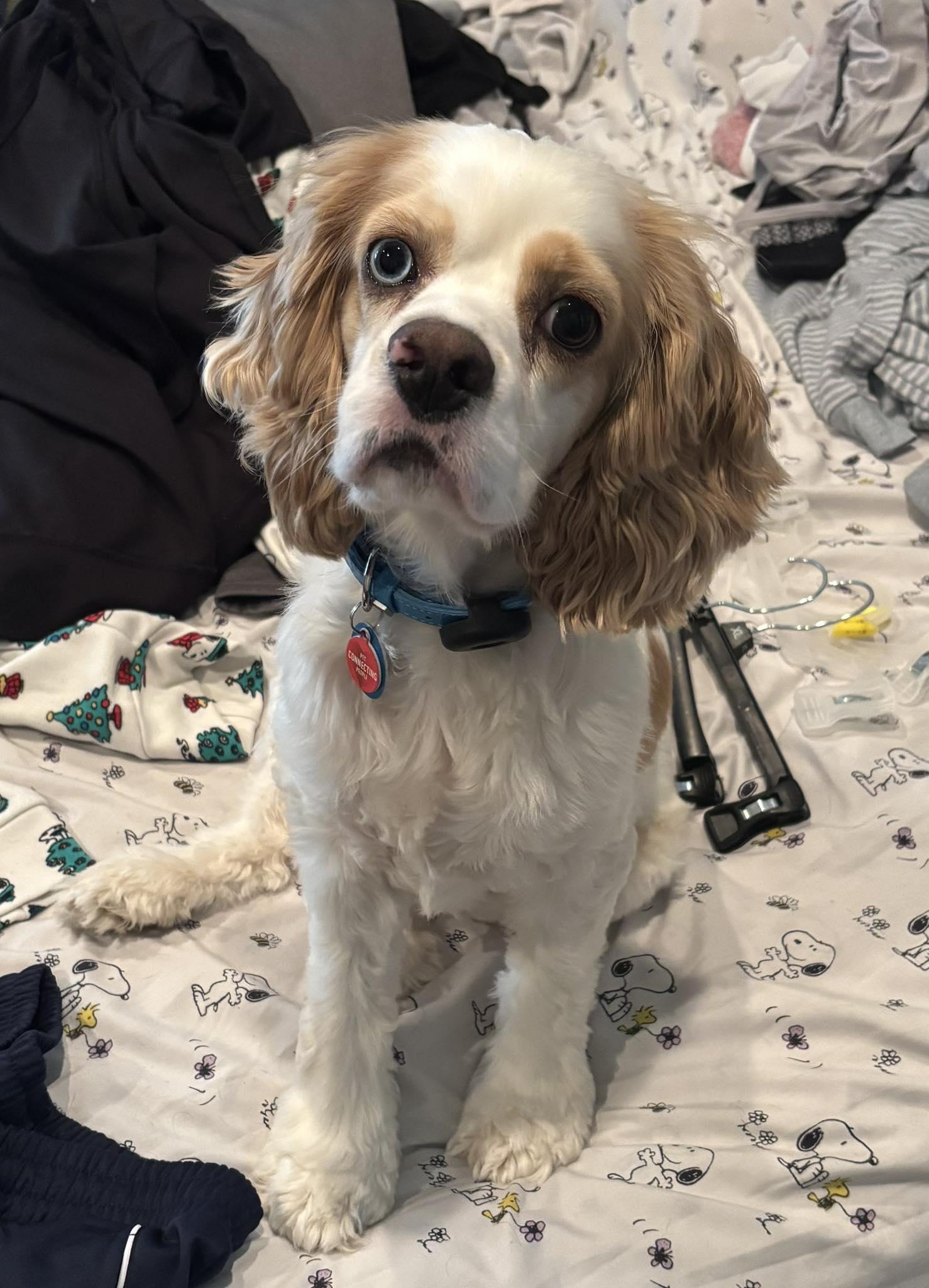 Hank, an adopted Cocker Spaniel in Lake City, FL image 2/4