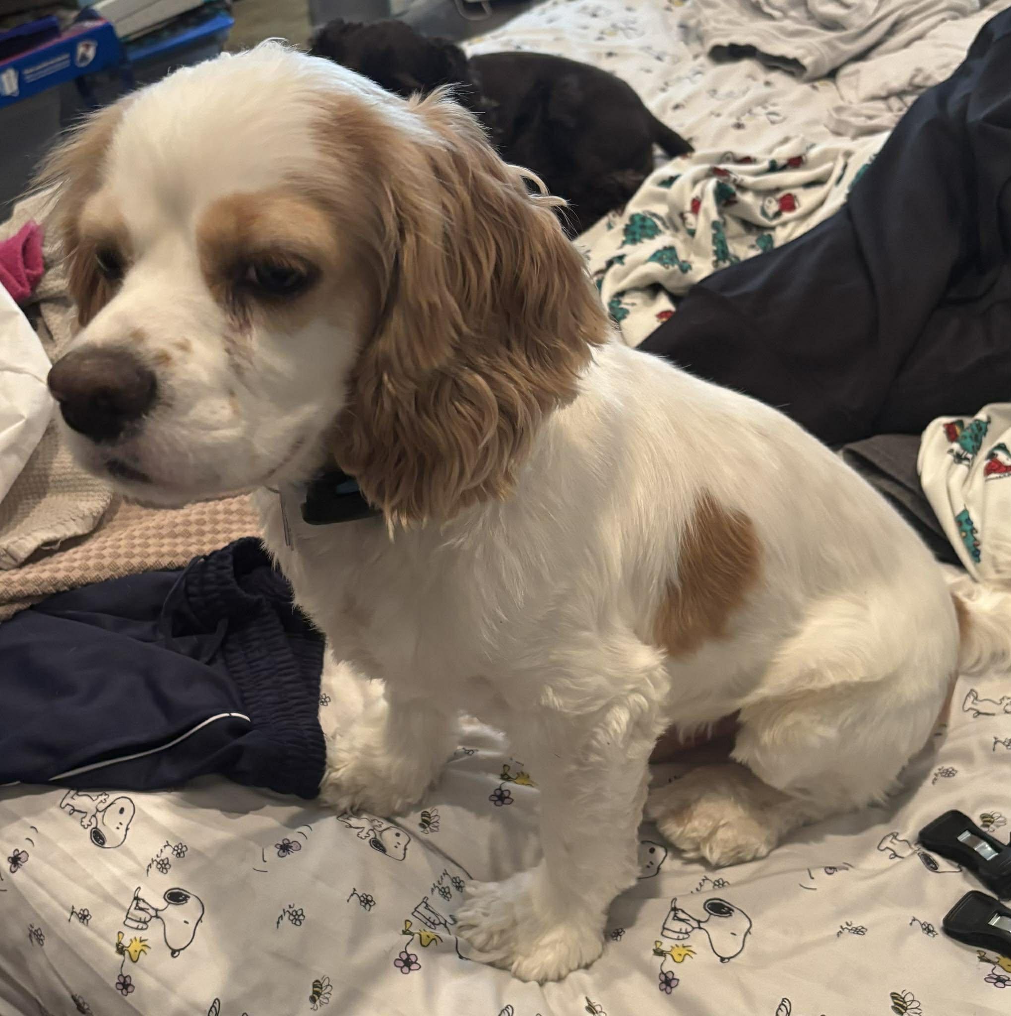 Hank, adopted, Adult Male Cocker Spaniel.