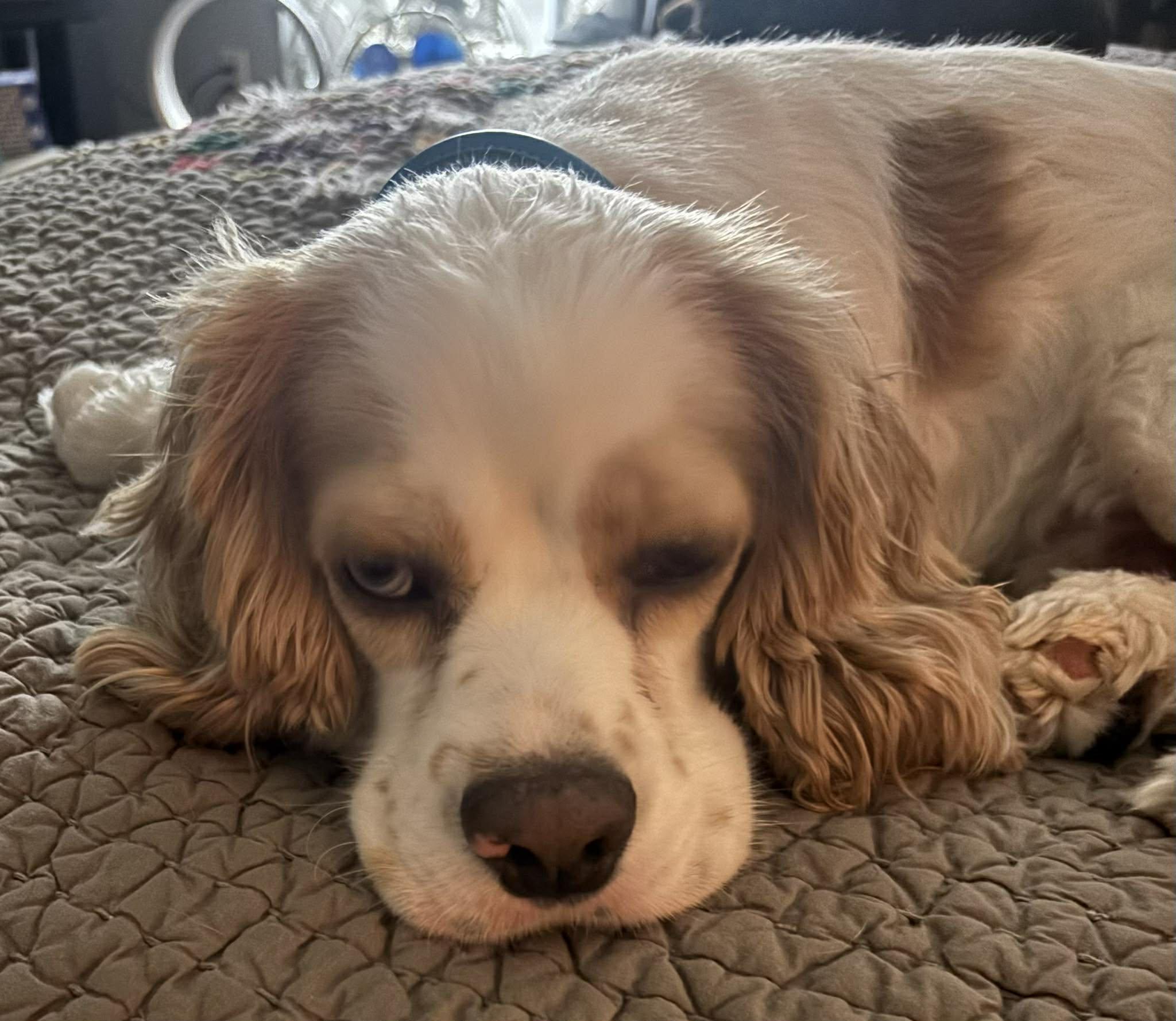 Hank, an adopted Cocker Spaniel in Lake City, FL image 3/4
