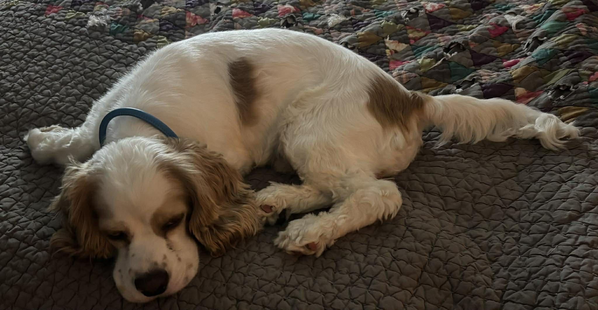 Hank, an adopted Cocker Spaniel in Lake City, FL image 4/4