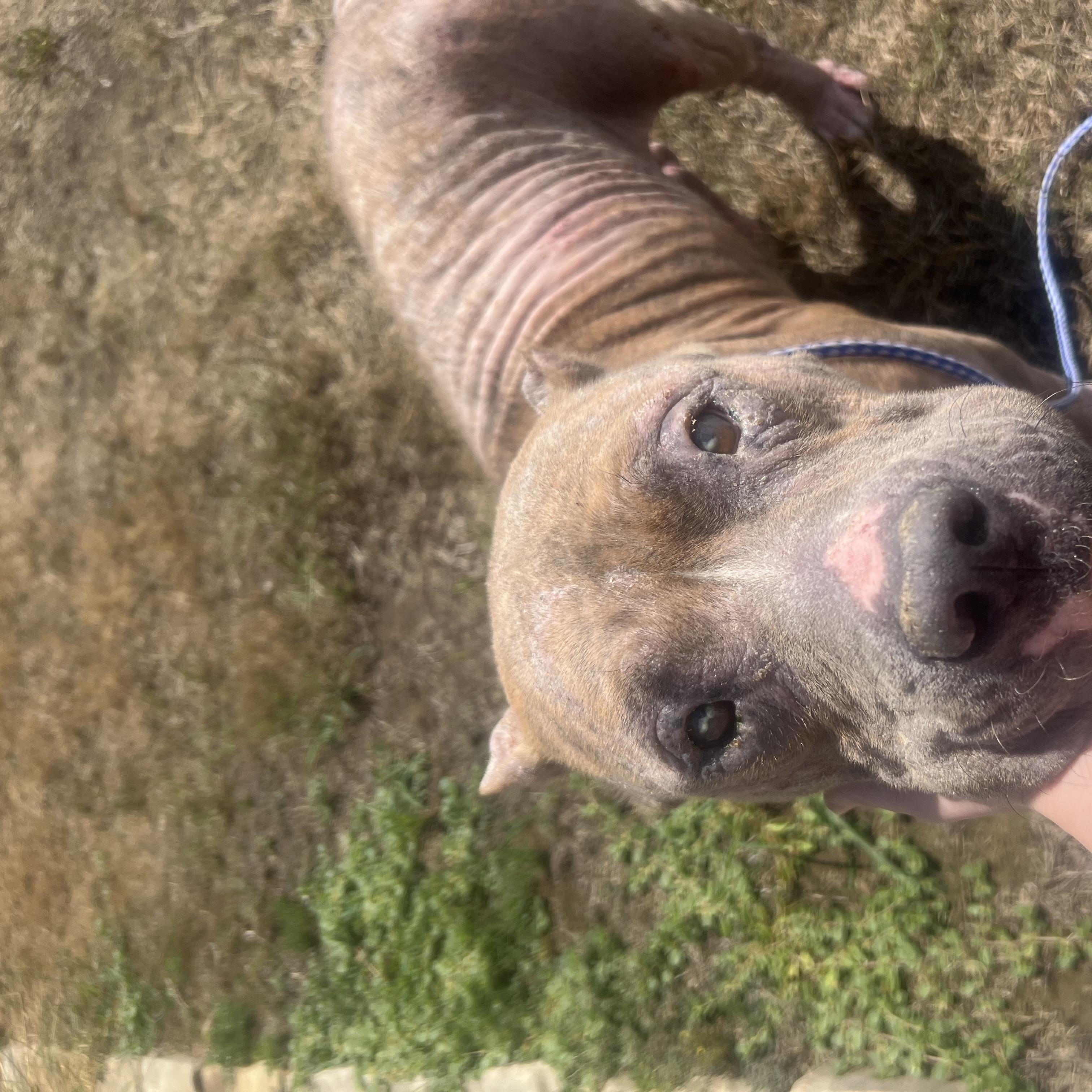 Enlarge Betty Boop (B.B), a Adoptable mixed breed in San Antonio, TX image 2/3