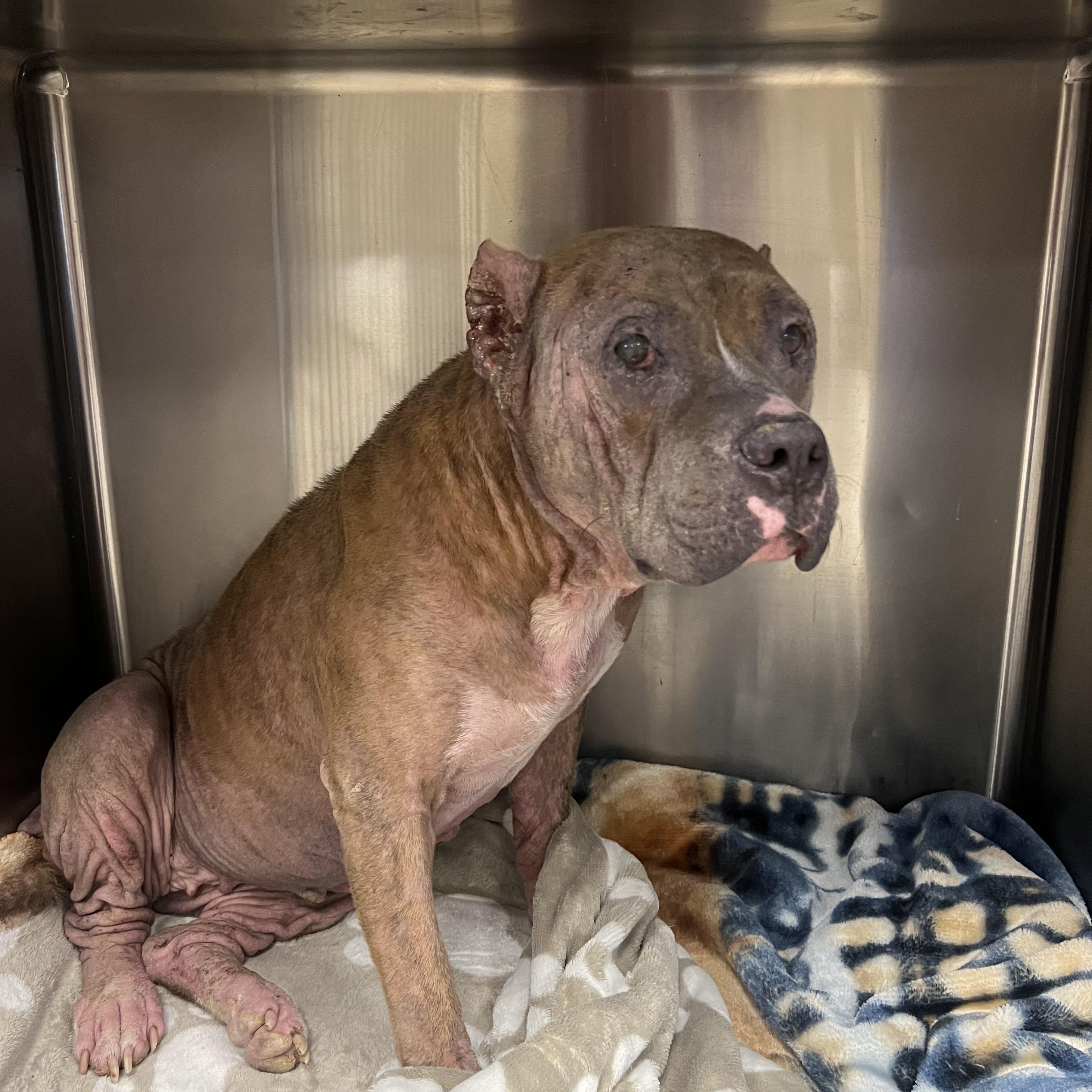 Betty Boop (B.B), Adoptable, Adult Female American Staffordshire Terrier & Pit Bull Terrier.