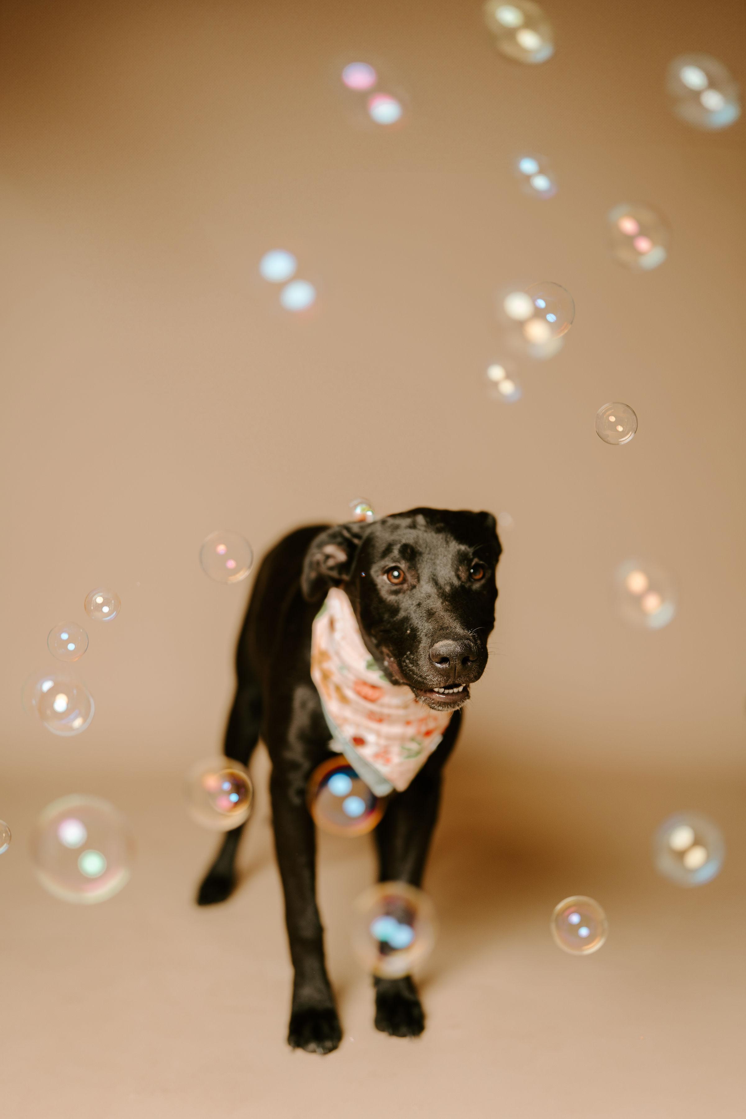 Wrenlee, Young Female Black Labrador Retriever