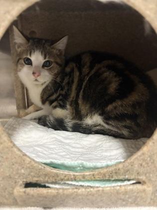 Puma, Adoptable, Young Male American Shorthair.
