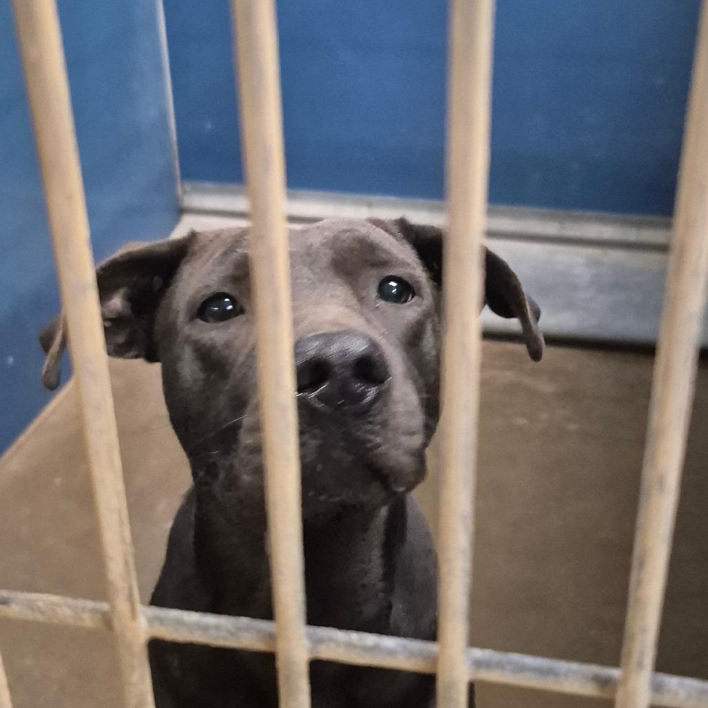 Hope, Adoptable, Adult Female Black Labrador Retriever.