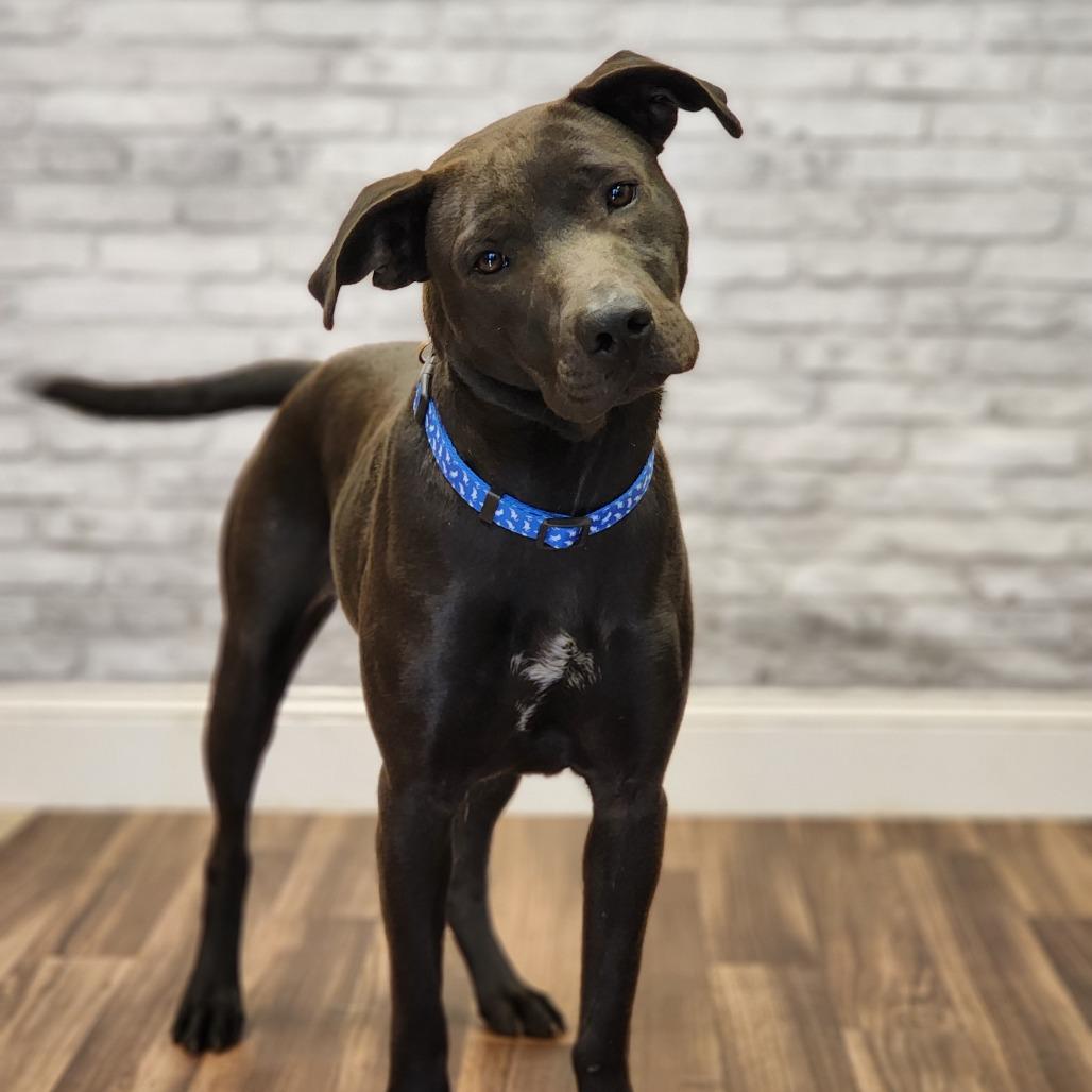 Enlarge Hope, a Adoptable mixed breed in Montgomery, AL image 2/2