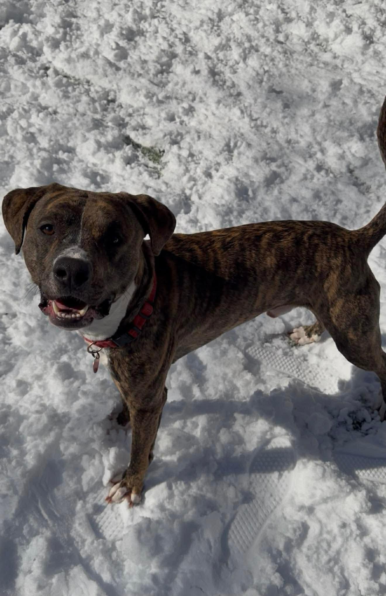 Enlarge Tucker, a ADOPTABLE Mixed Breed in Lewiston, ME image 3/4