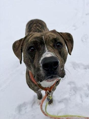 Enlarge Tucker, a ADOPTABLE Mixed Breed in Lewiston, ME image 1/4