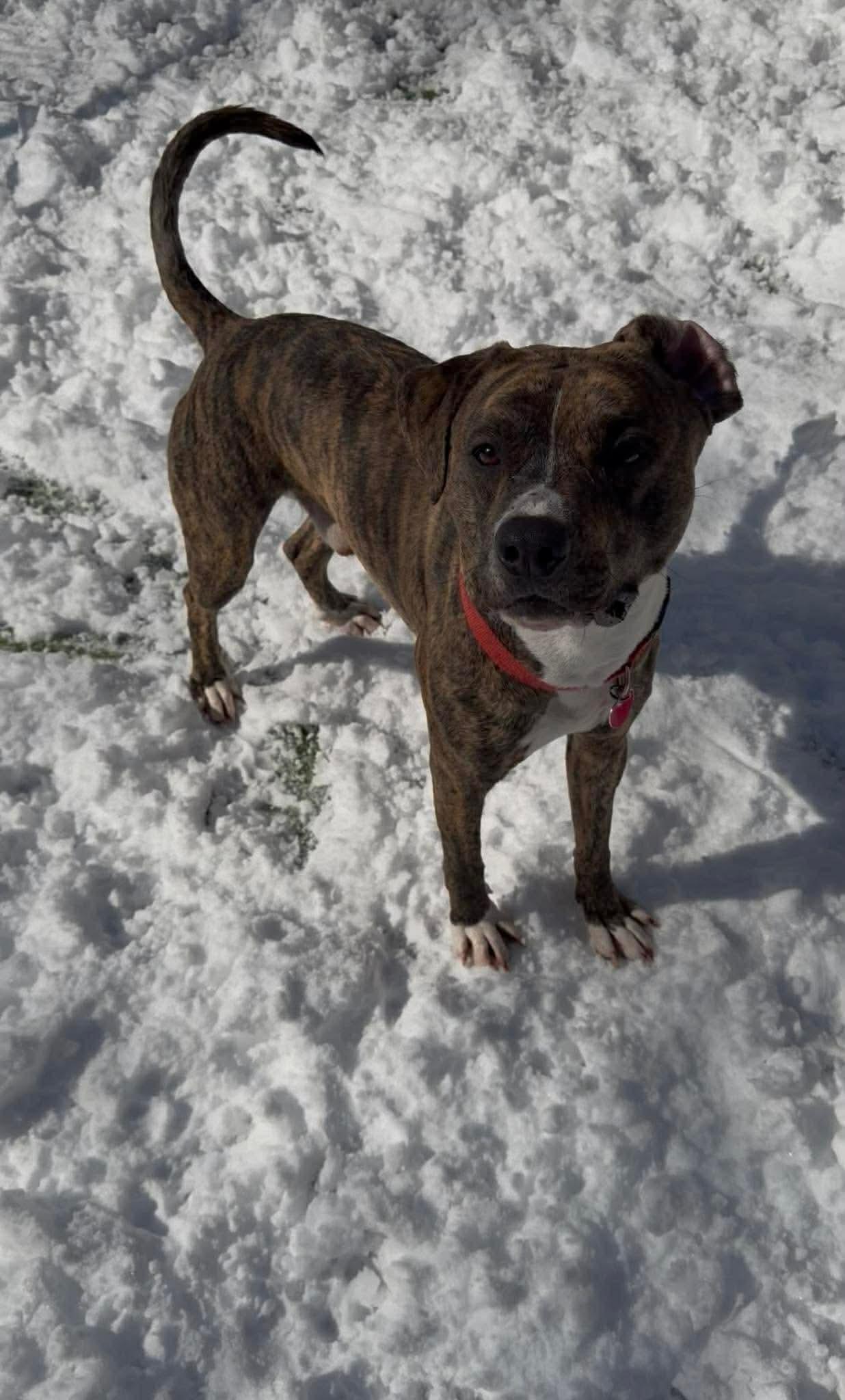 Enlarge Tucker, a ADOPTABLE Mixed Breed in Lewiston, ME image 2/4