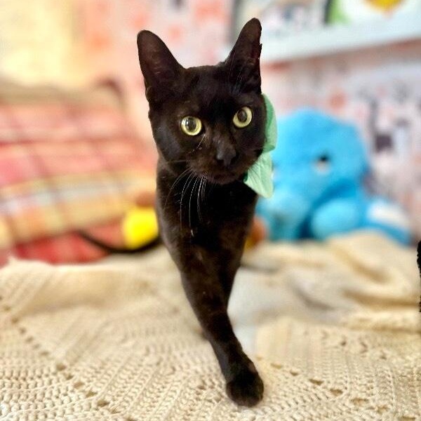 Alexa Daniel — thumbnail 4