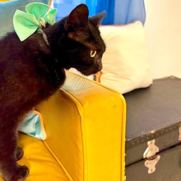 Alexa Daniel — thumbnail 5