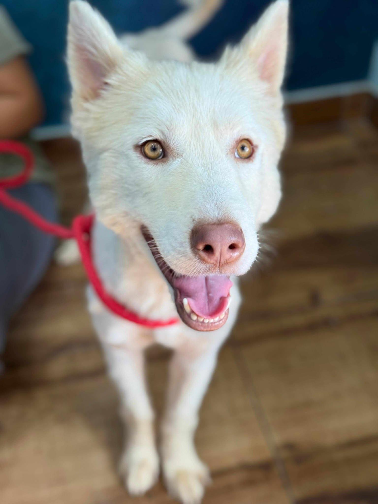 Enlarge Balto, an adopted mixed breed in Toronto, ON image 3/6