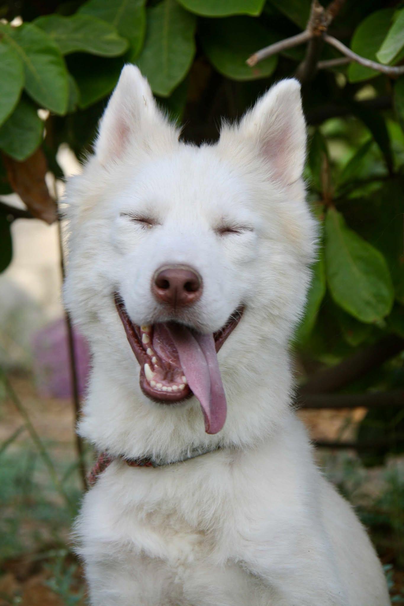 Enlarge Balto, an adopted mixed breed in Toronto, ON image 2/6