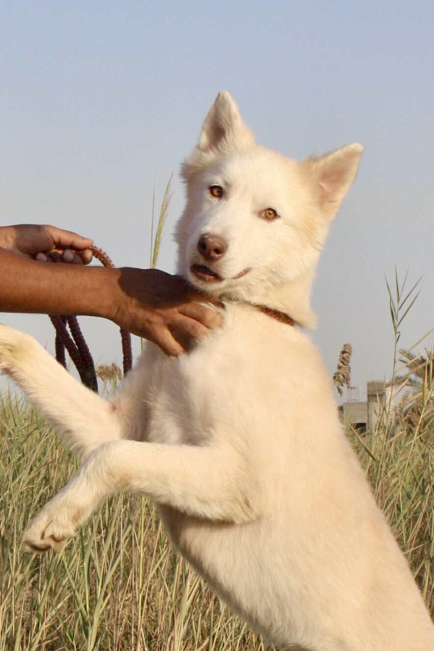 Enlarge Balto, an adopted mixed breed in Toronto, ON image 4/6