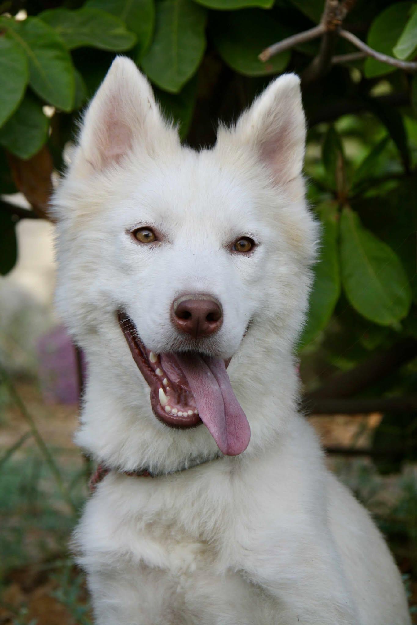 Enlarge Balto, an adopted mixed breed in Toronto, ON image 1/6