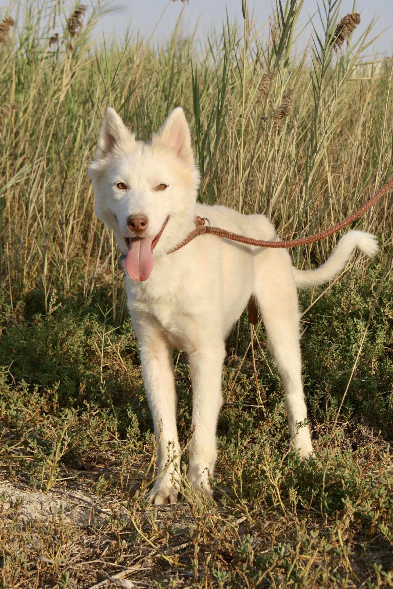 Enlarge Balto, an adopted mixed breed in Toronto, ON image 5/6