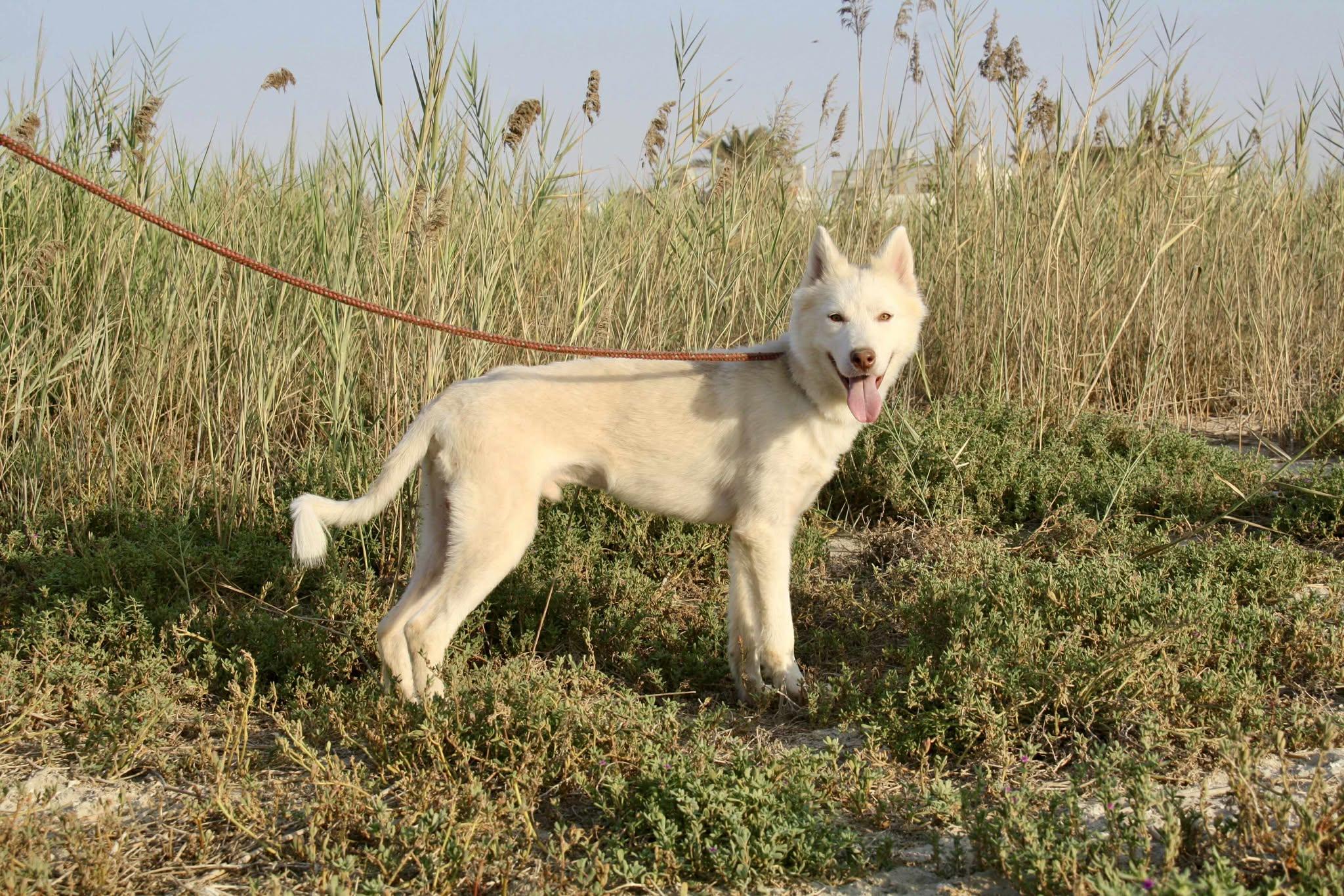 Enlarge Balto, an adopted mixed breed in Toronto, ON image 6/6
